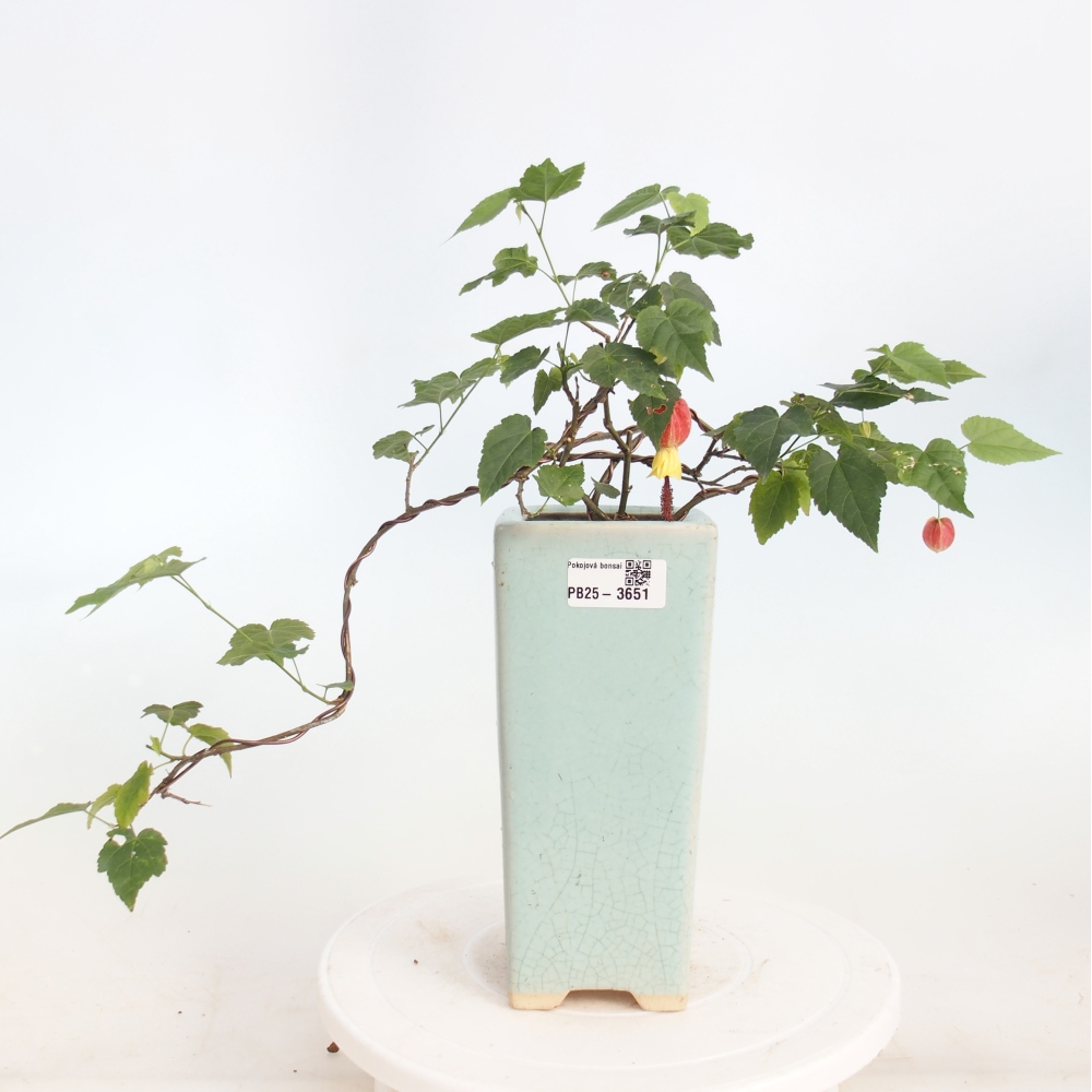 Indoor bonsai - Abutilon Big Bell - Cloudberry
