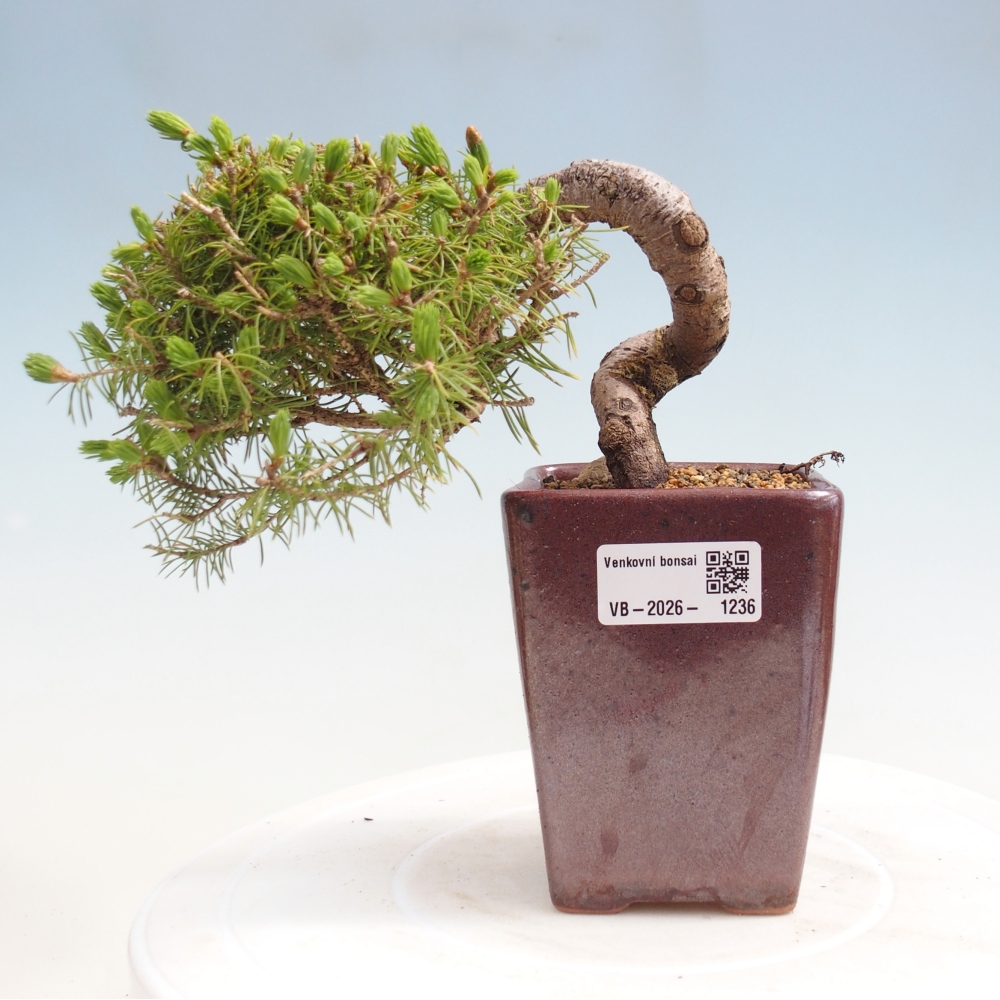 Outdoor bonsai - Spruce - Picea glauca globe