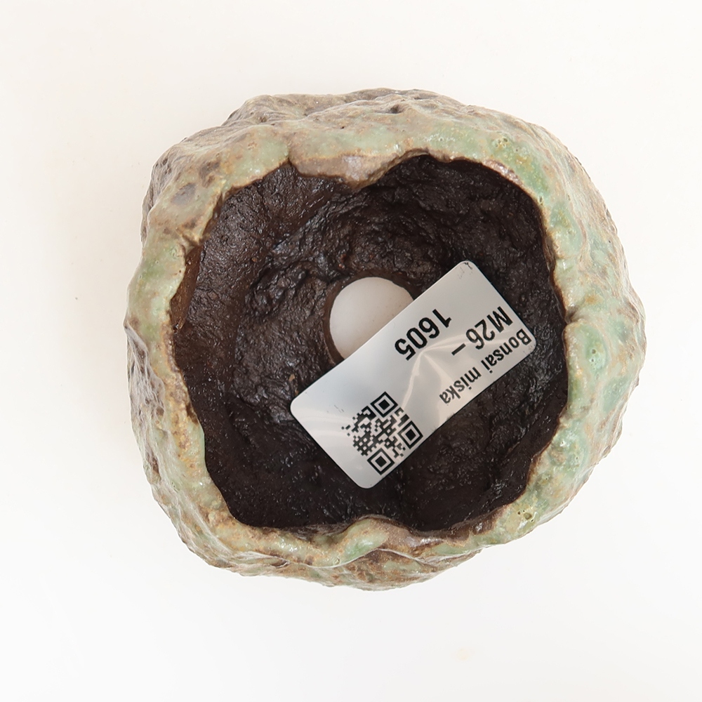 Ceramic Shell  6 x 5.5 x 6 cm, green