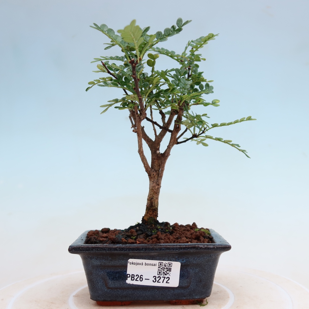 Room bonsai - Zantoxylum piperitum - pepper tree