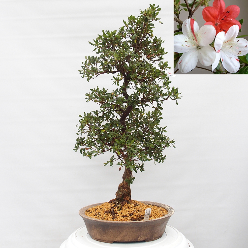 Outdoor bonsai - Japanese Azalea - Azalea Kisshoten