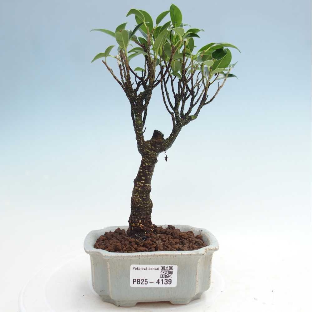 Room bonsai Ficus retusa kimmen