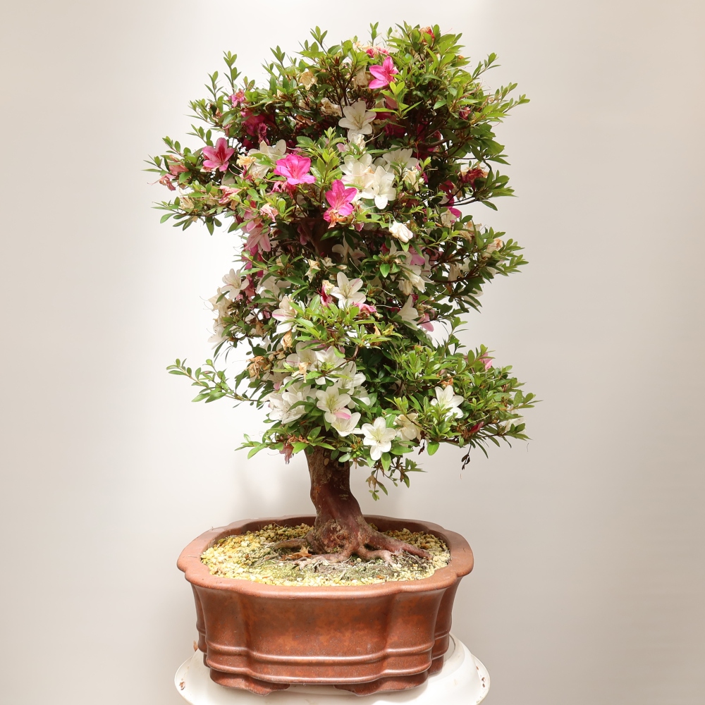 Outdoor bonsai - Japanese Azalea - Azalea Shunen