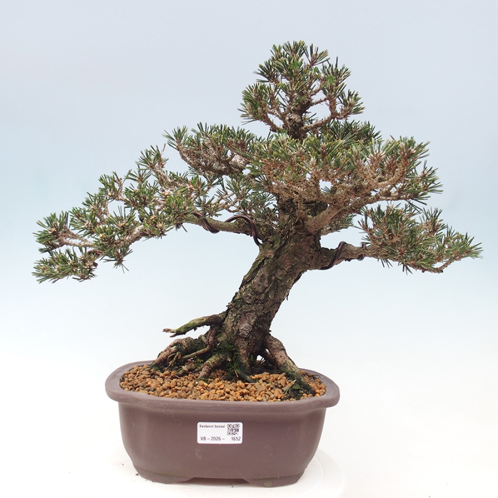 Outdoor bonsai - Pinus thunbergii Kotobuki - Thunberg pine