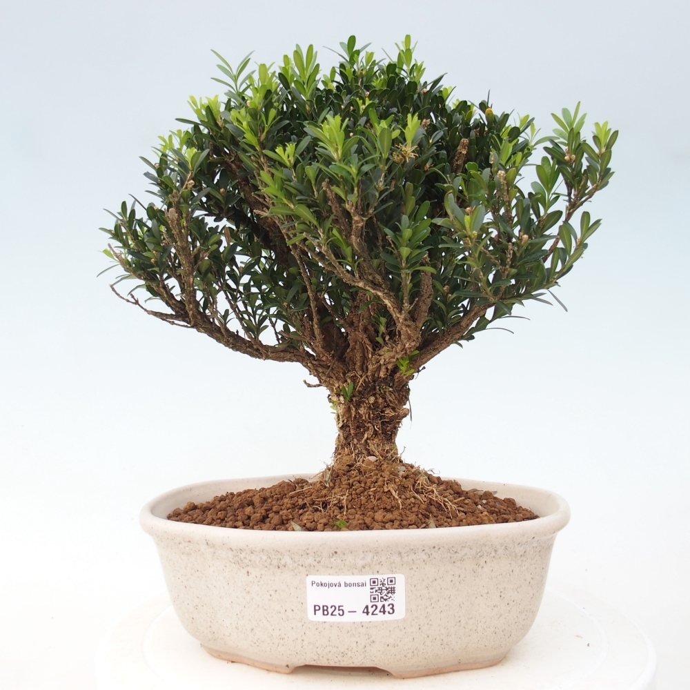 Room bonsai - Buxus harlandii - cork buxus