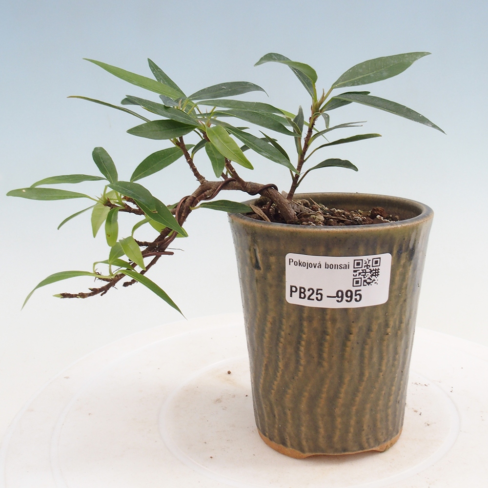 Indoor bonsai - Ficus nerifolia - small-leaved ficus