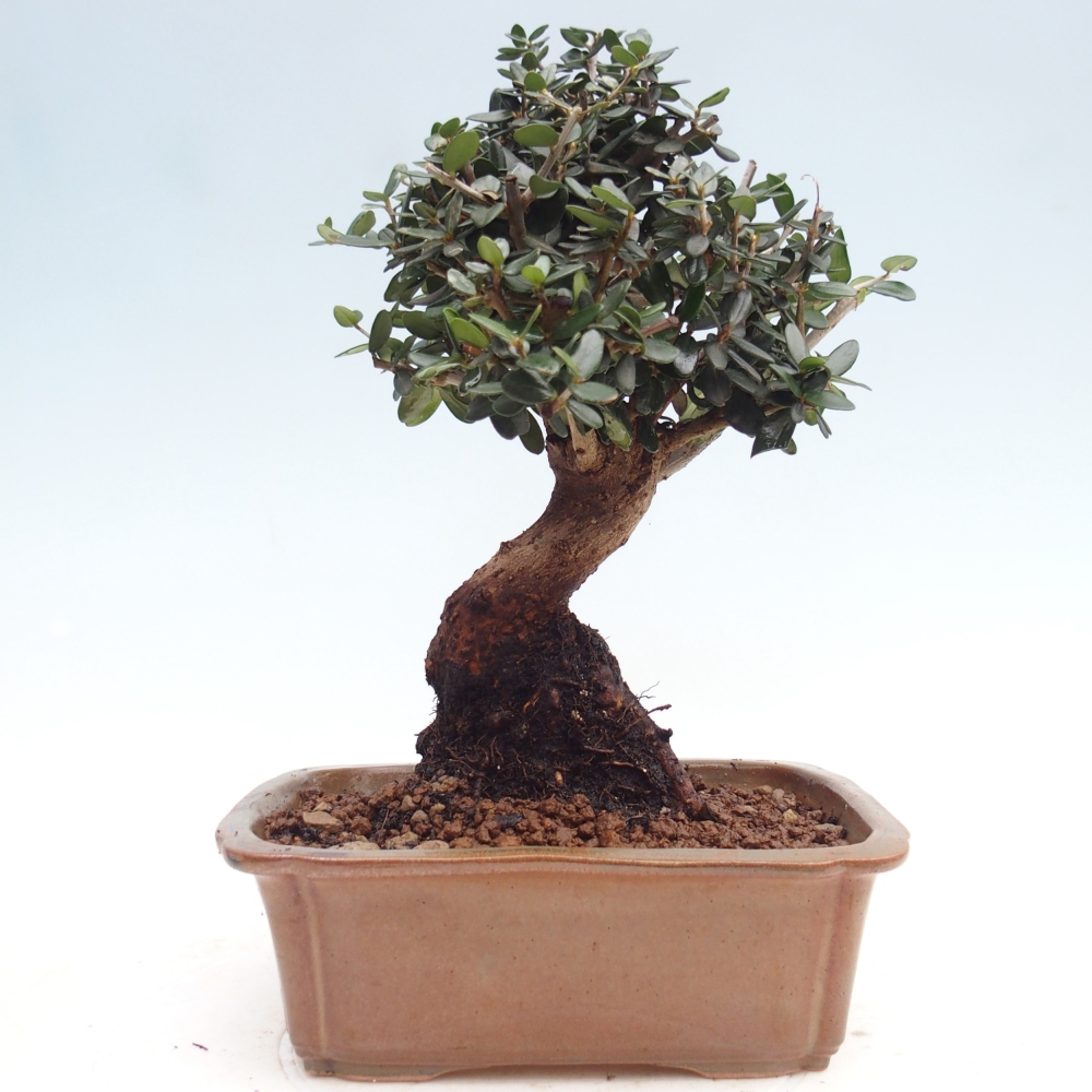Indoor bonsai - Olea europaea sylvestris