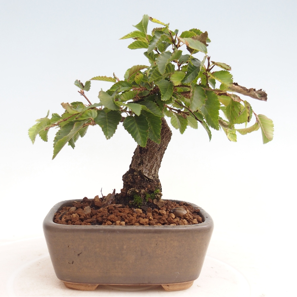 Outdoor bonsai -Carpinus CARPINOIDES - Korean Hornbeam