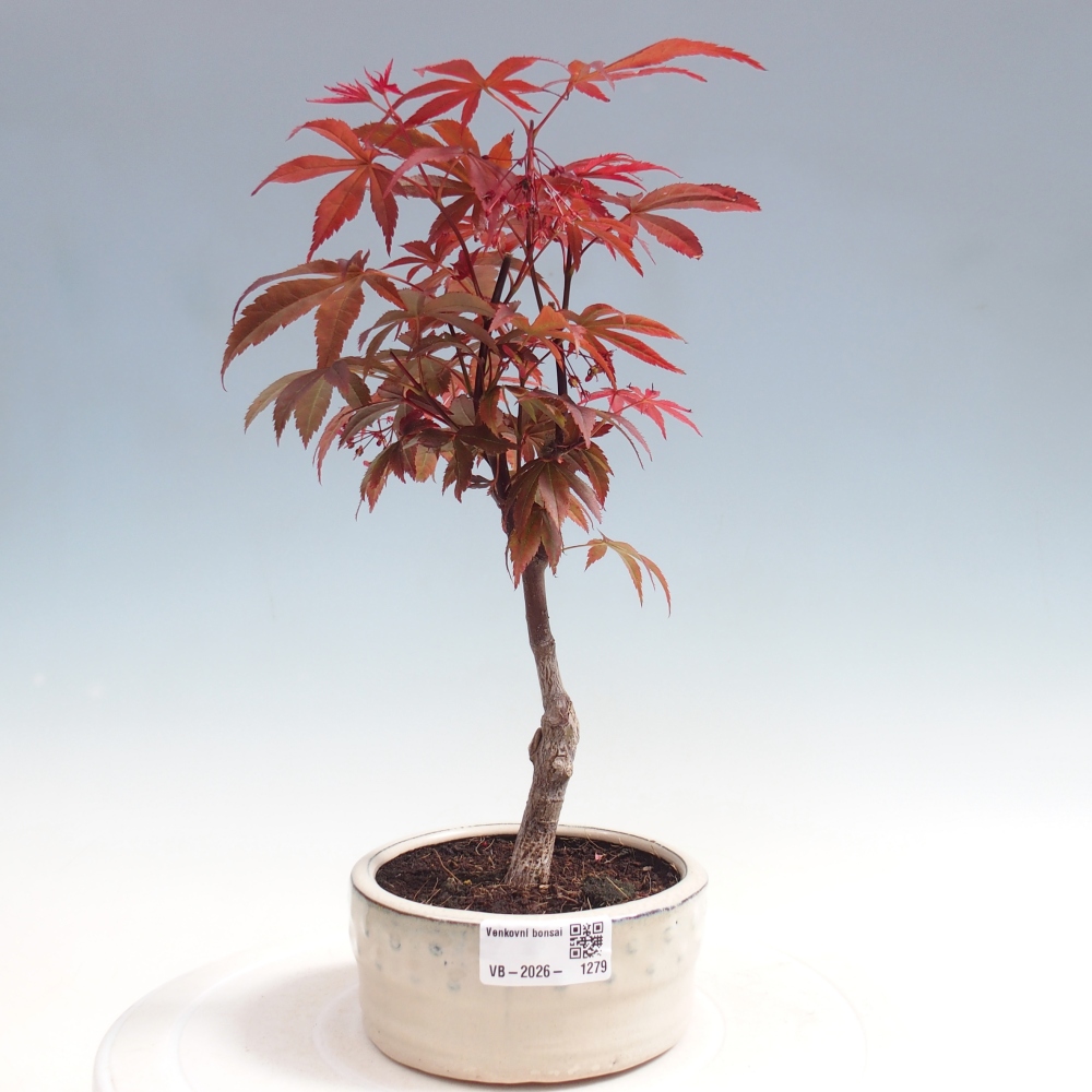Outdoor bonsai - Acer palm. Atropurpureum-Javor palmate