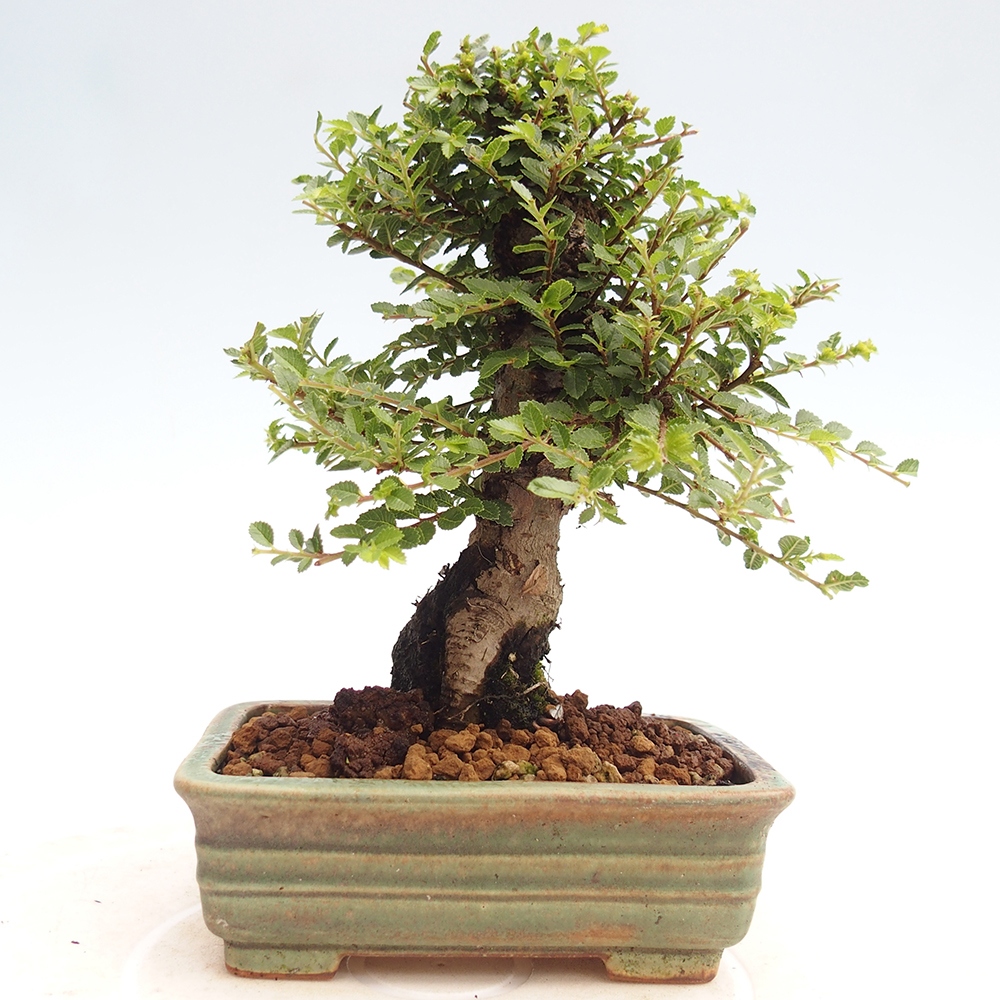 Outdoor bonsai - Ulmus parvifolia Hokkaido - Chinese elm