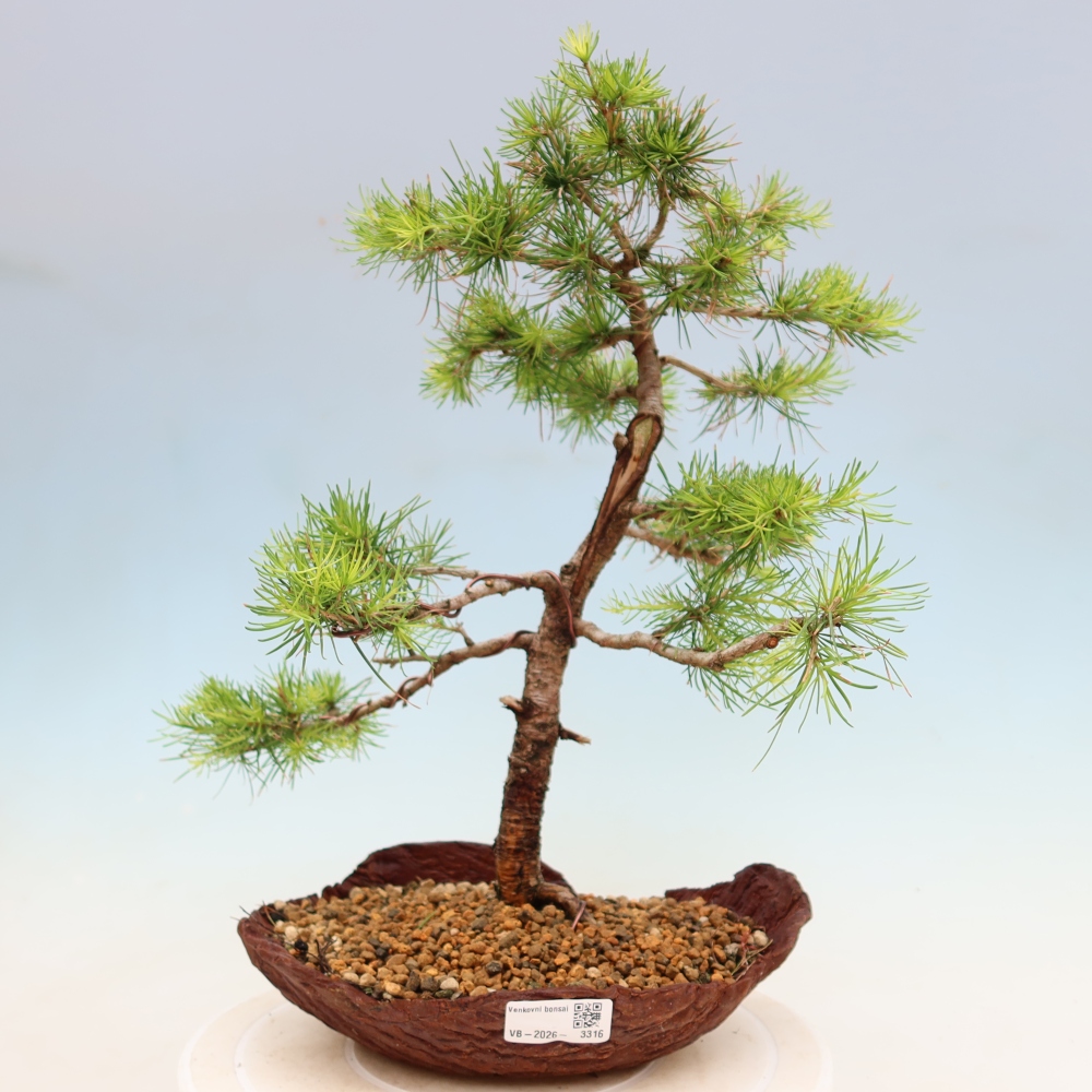 Outdoor bonsai -Larix decidua - Larch