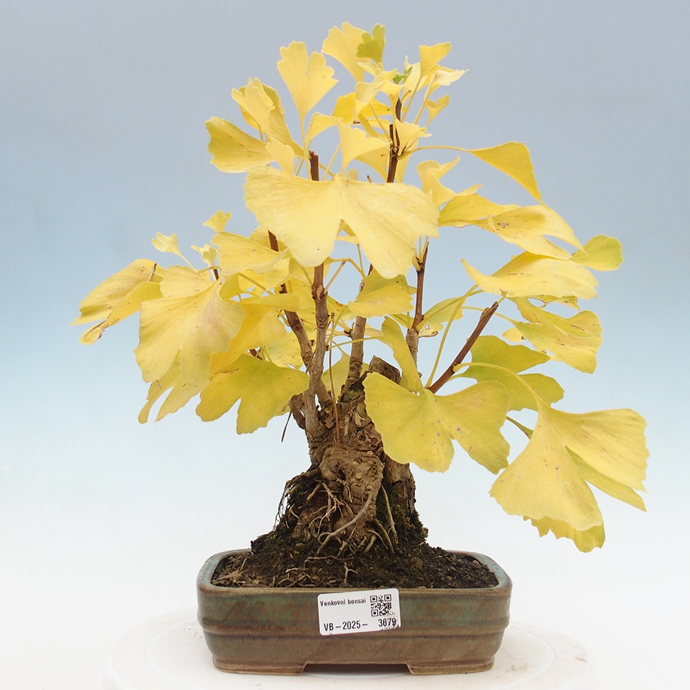 Outdoor bonsai - Ginkgo biloba