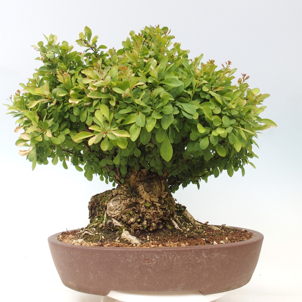 Outdoor bonsai - Barberry - Berberis thunbergii atropurpurea