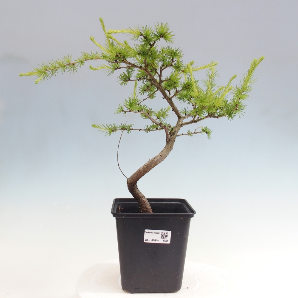 Outdoor bonsai -Larix decidua - Larch