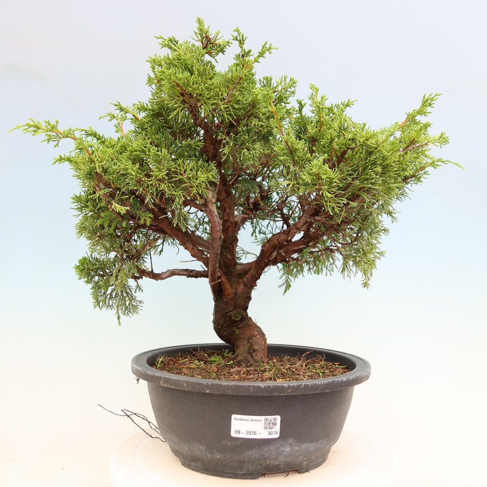 Outdoor Bonsai - Juniperus chinensis Itoigawa - Chinese Juniper