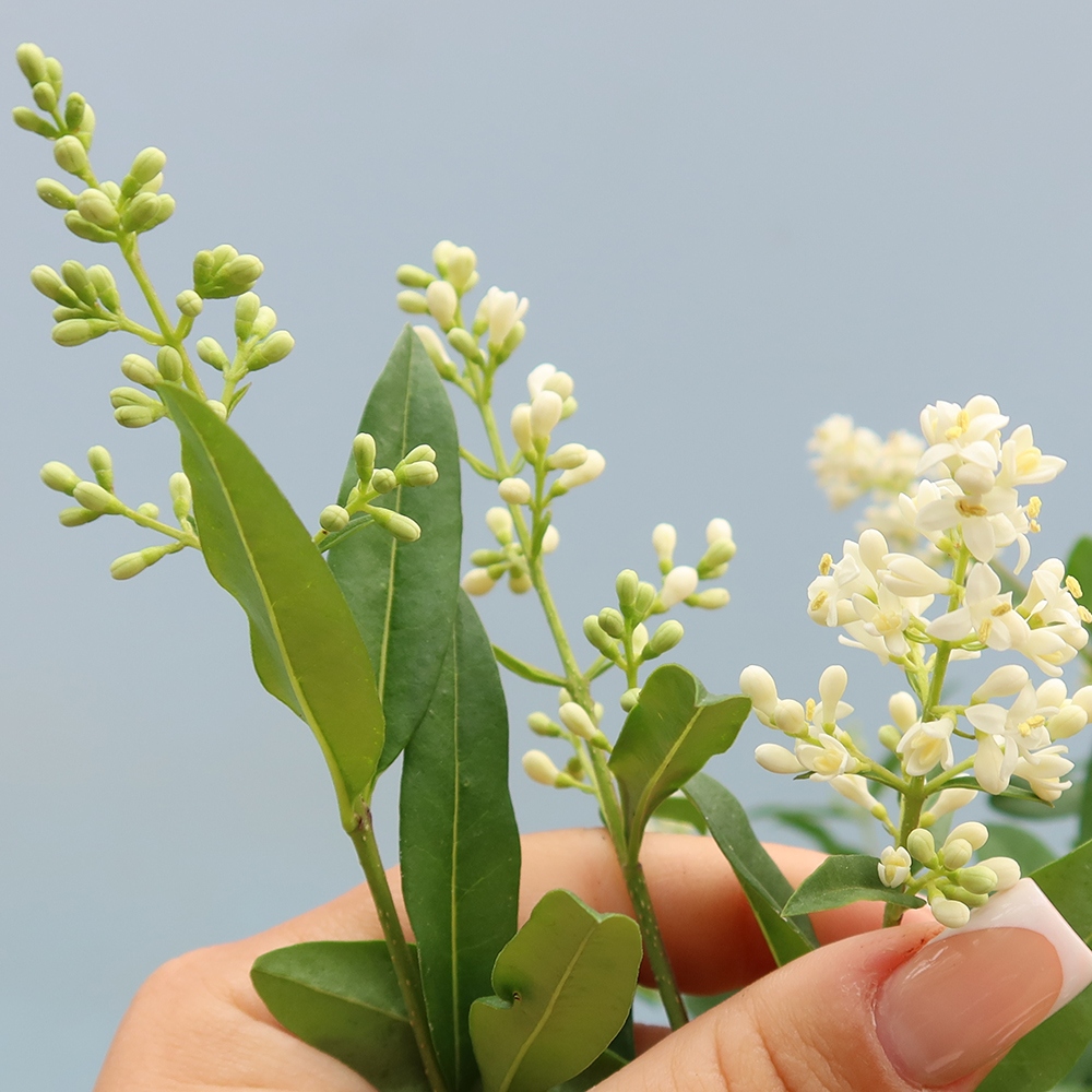 Outdoor bonsai - Ligustrum vulgare - Birds Beak