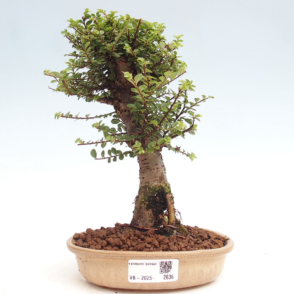 Outdoor bonsai - Ulmus parvifolia Hokkaido - Chinese elm