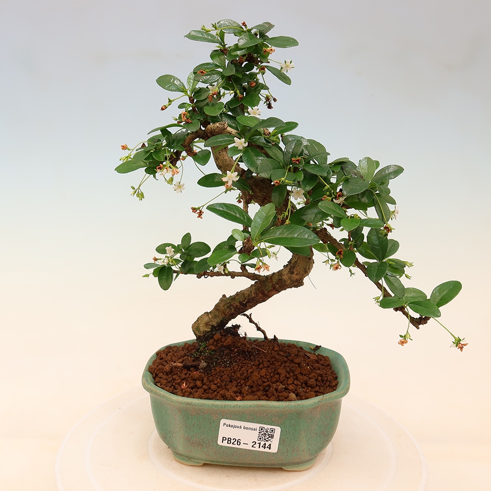 Room bonsai - Carmona macrophylla - Tea fuki