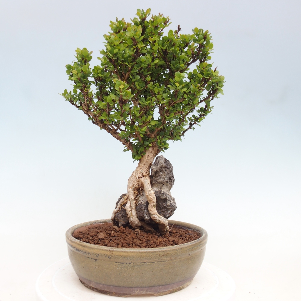 Outdoor bonsai - Berberis coreana