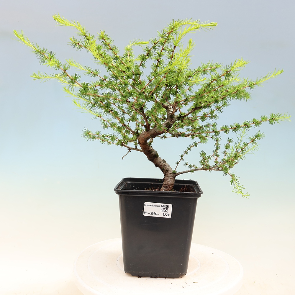 Outdoor bonsai -Larix decidua - Larch