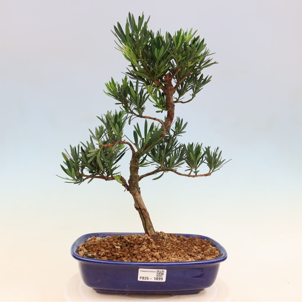 Room bonsai - Podocarpus - Stone Yew