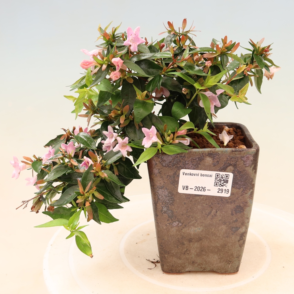 Outdoor Bonsai - Abelia Edward Goucher - Large-flowered Abelia