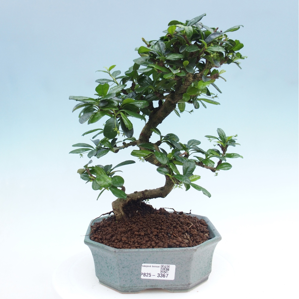 Room bonsai - Carmona macrophylla - Tea fuki