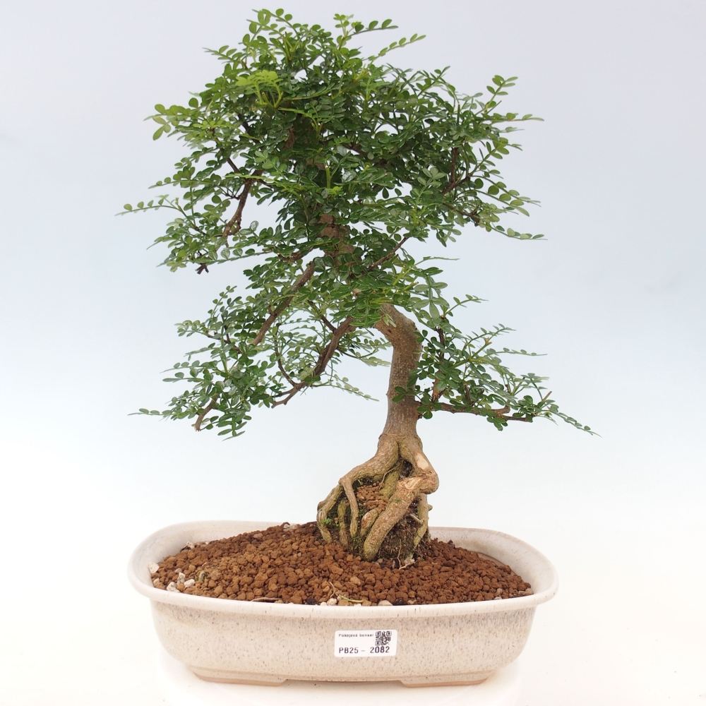 Indoor bonsai - Zantoxylum piperitum - Peppermint
