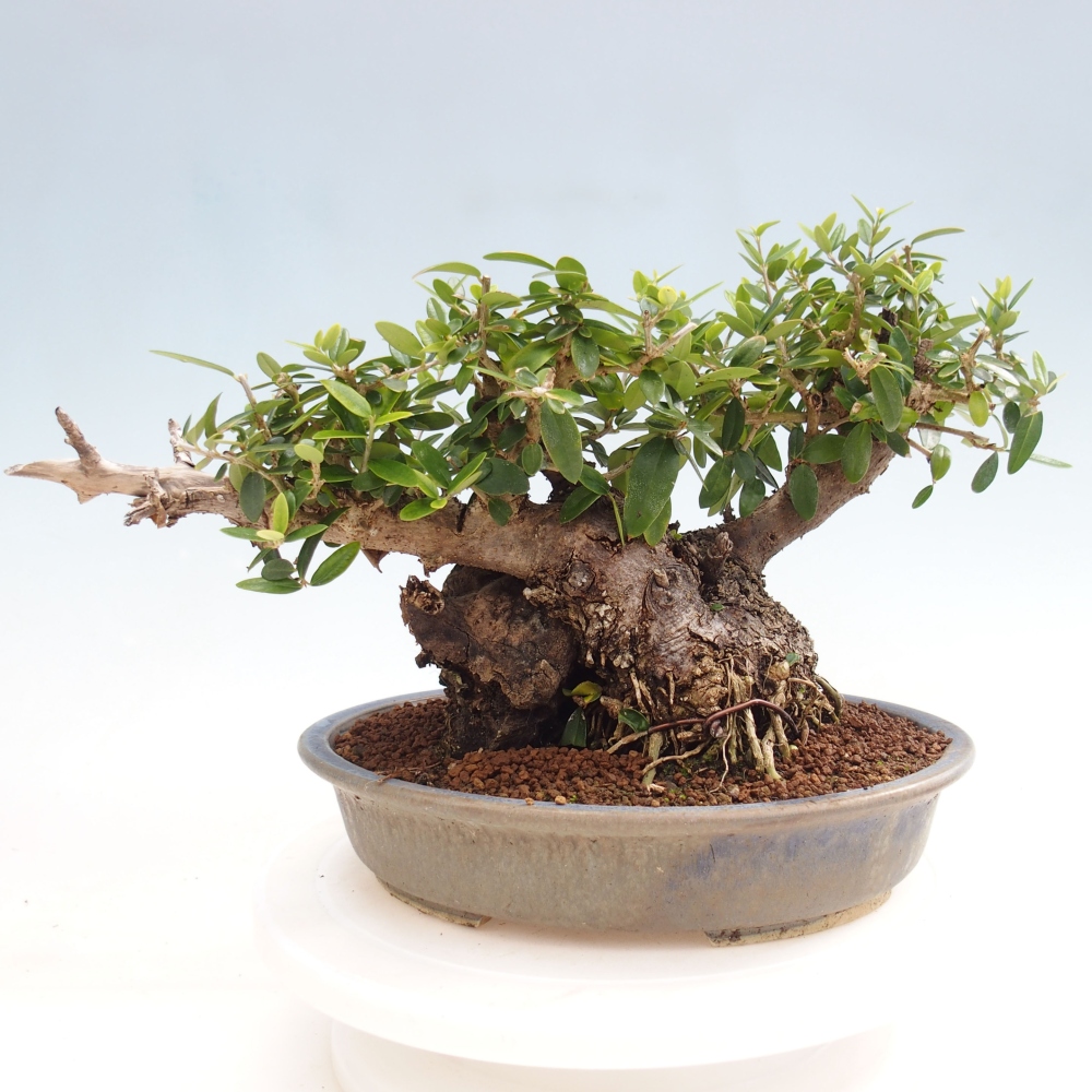 Indoor bonsai - Olea europaea sylvestris - European small-leaved olive oil