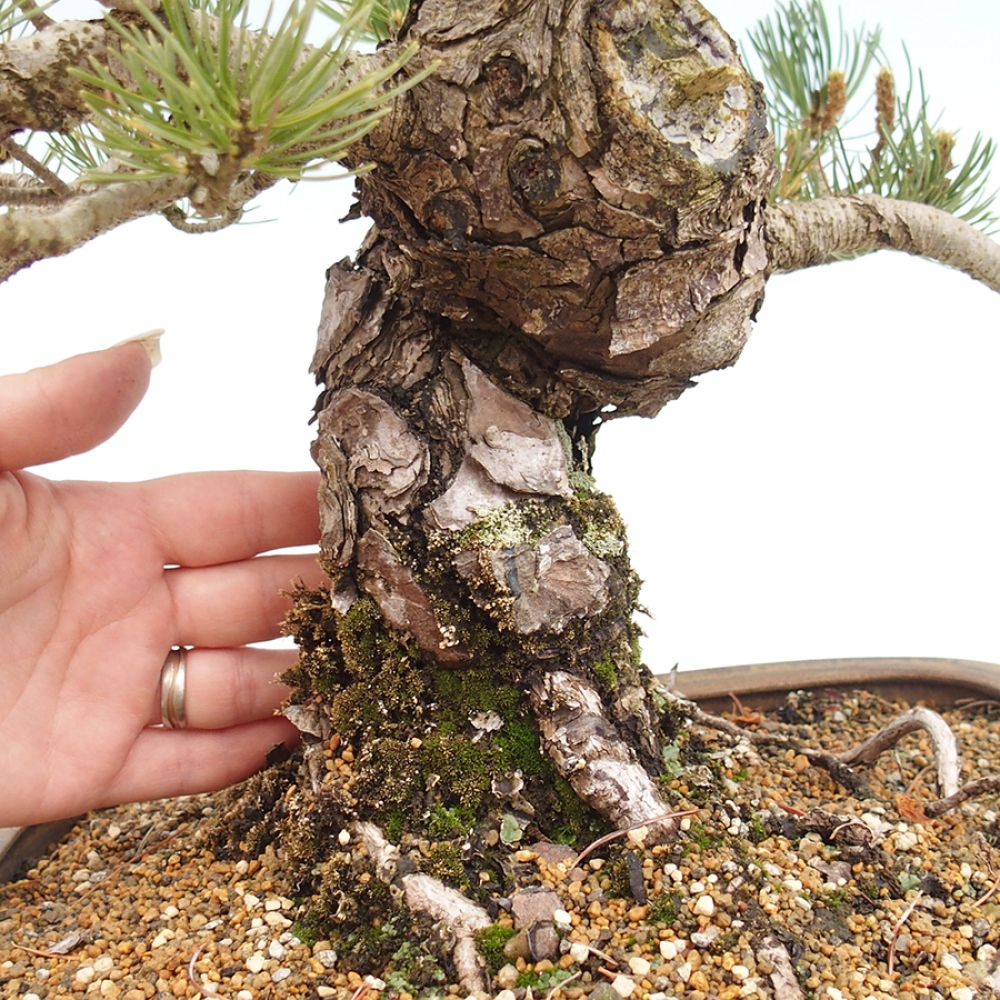Outdoor bonsai - Pinus parviflora - Pinus parviflora