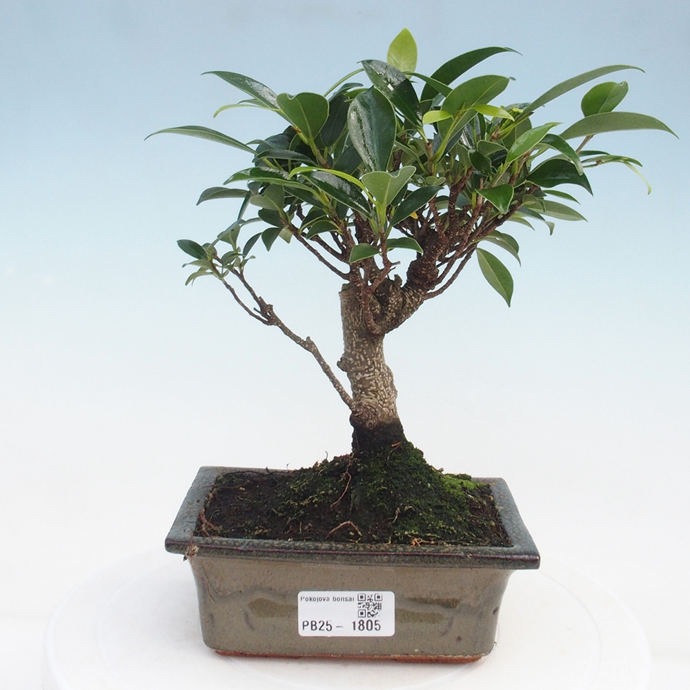 Indoor bonsai - Ficus retusa - small-leaved ficus
