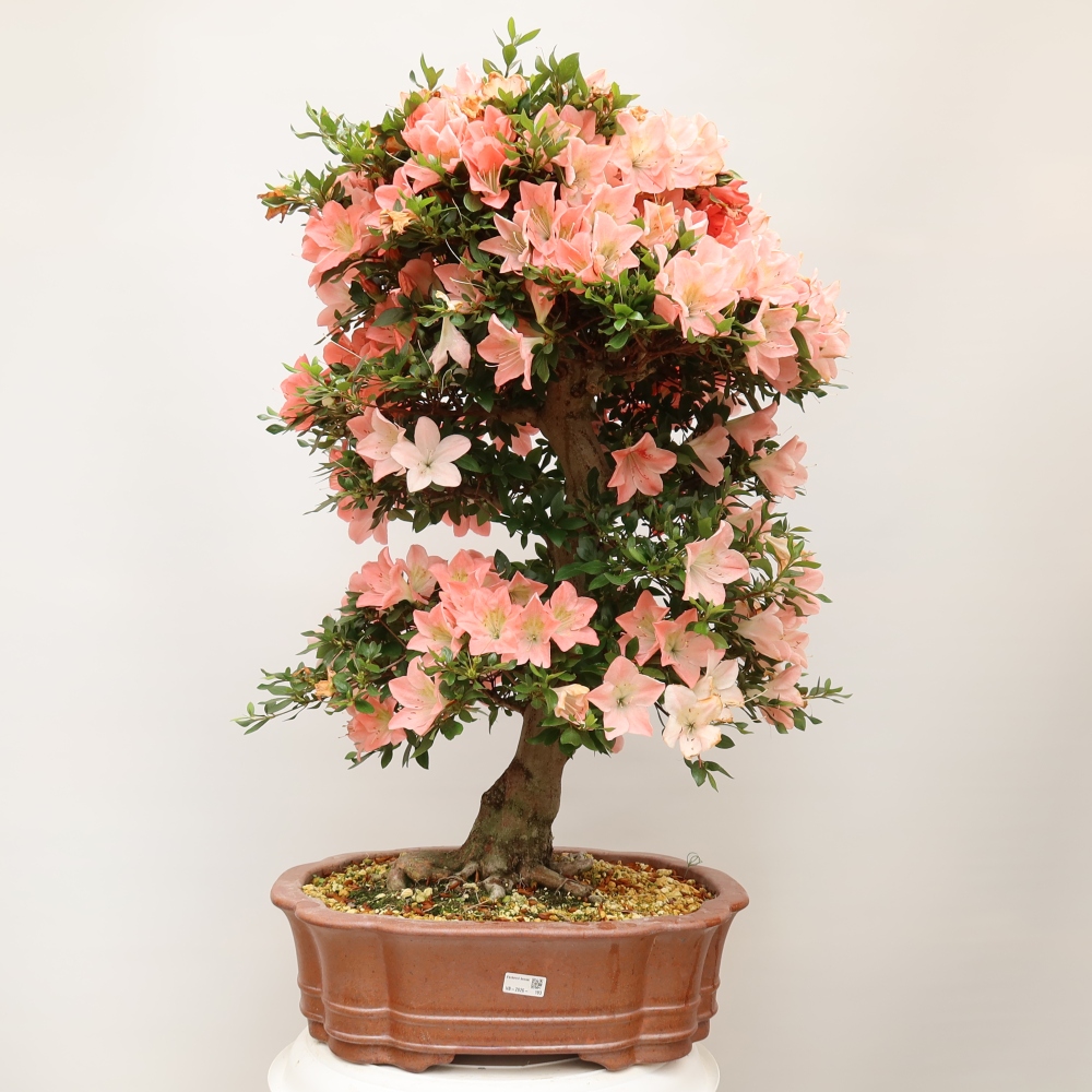 Outdoor bonsai - Japanese Azalea - Azalea Sansai