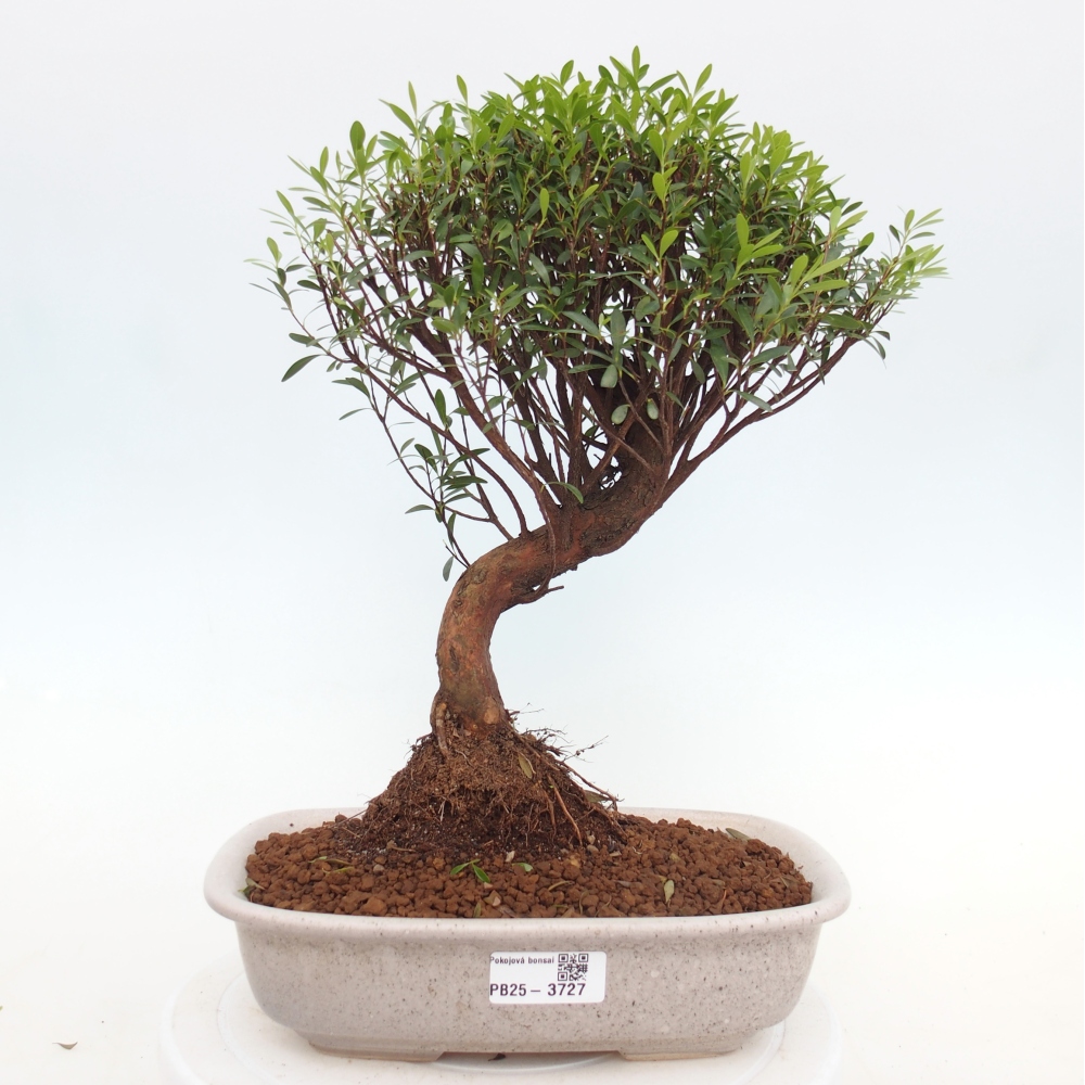 Room bonsai - Syzygium - Pimento