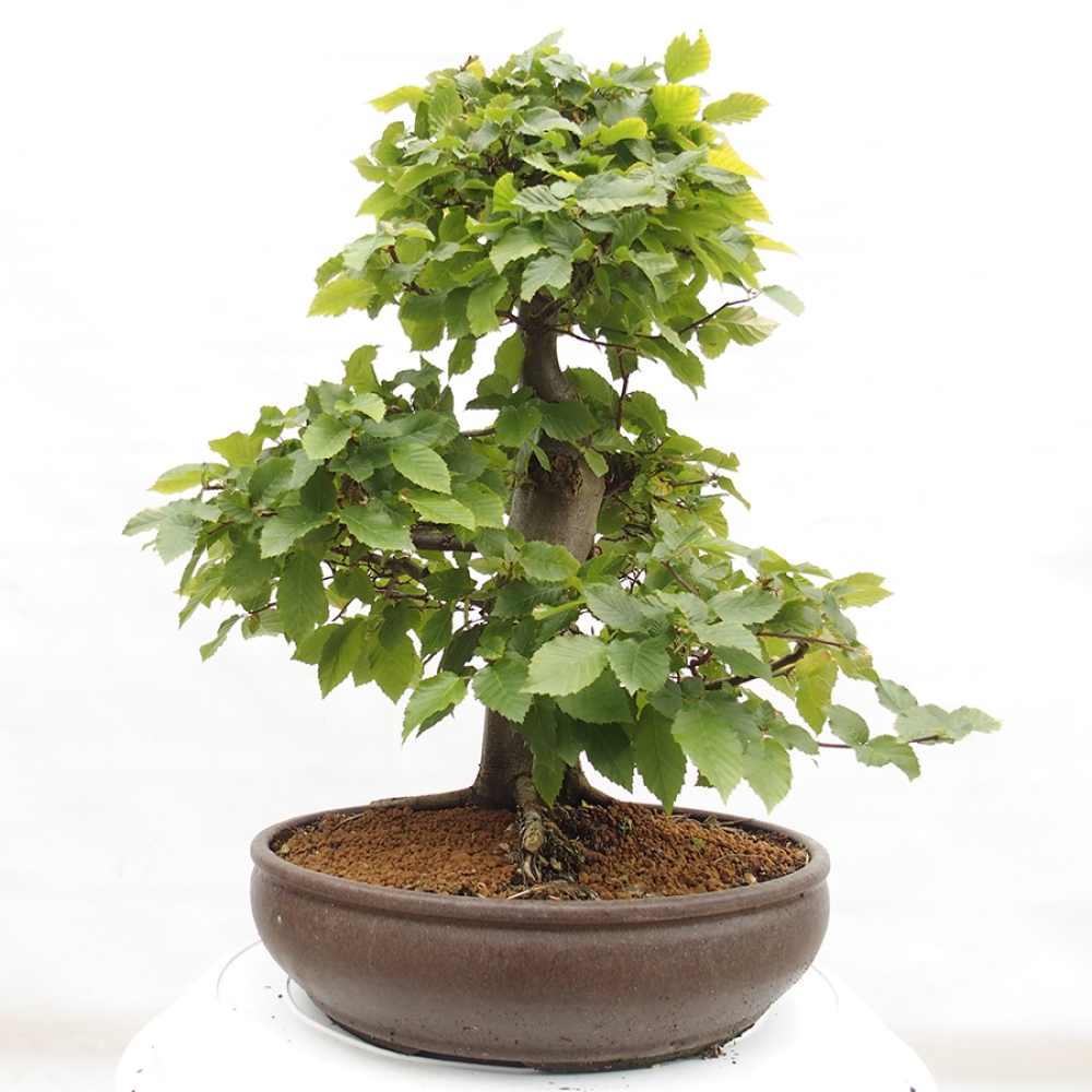 Outdoor bonsai - Hornbeam - Carpinus betulus