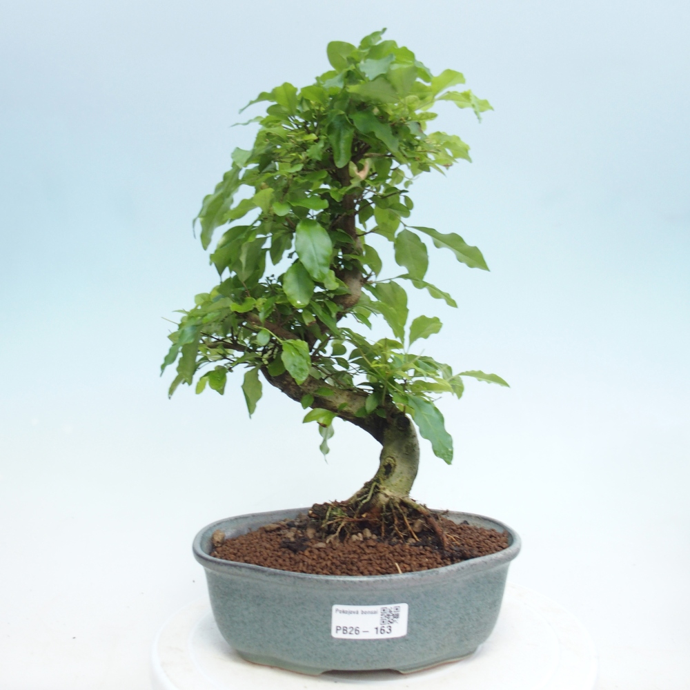 Room bonsai -Ligustrum retusa - small-leaved bird's beak