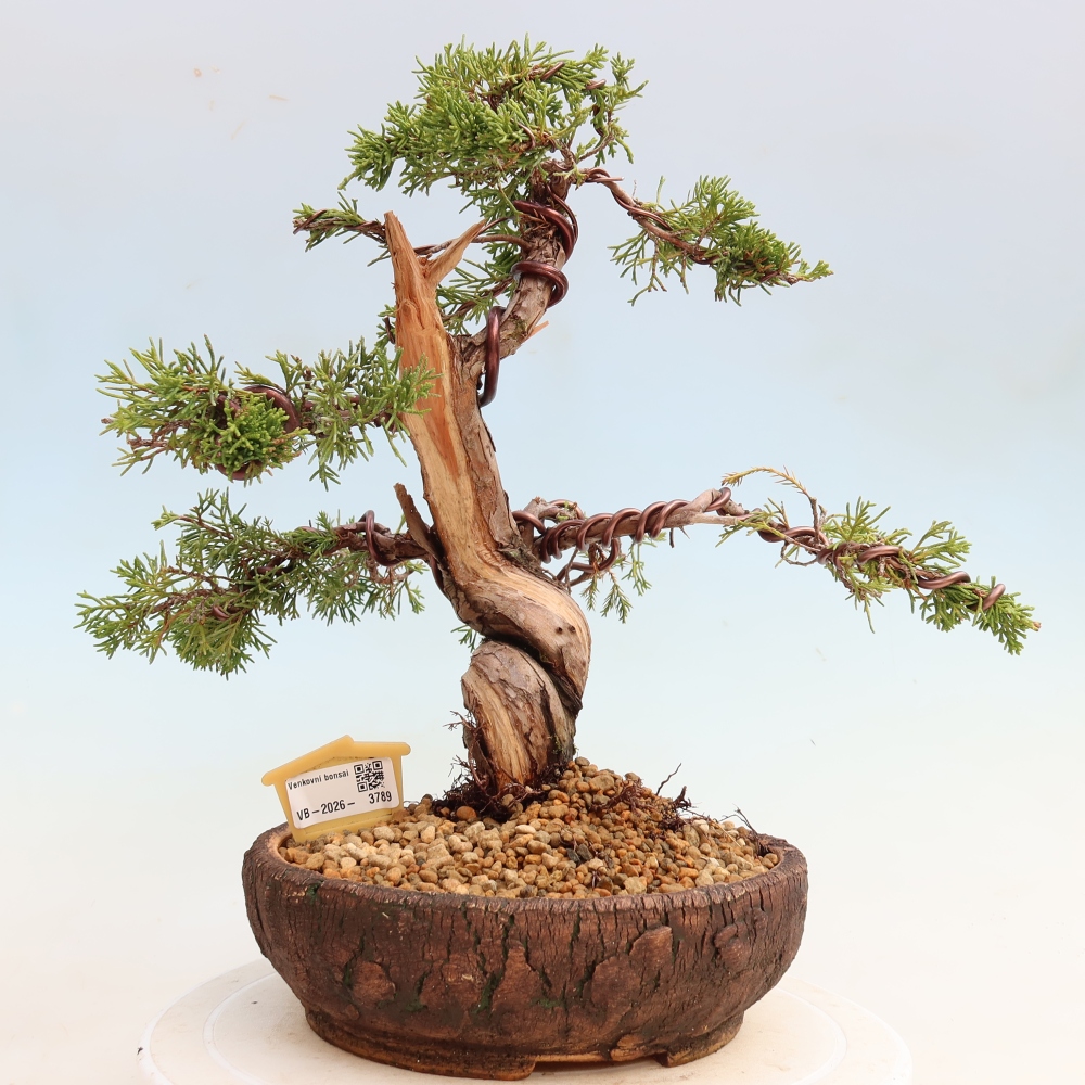 Outdoor Bonsai - Juniperus chinensis Itoigawa - Chinese Juniper