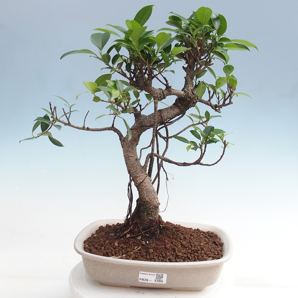 Room bonsai - Ficus kimmen - small-leaved ficus