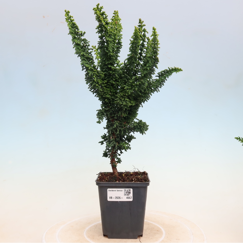 Outdoor bonsai - Cham. obtusa SEKKA HINOKI - Cypress