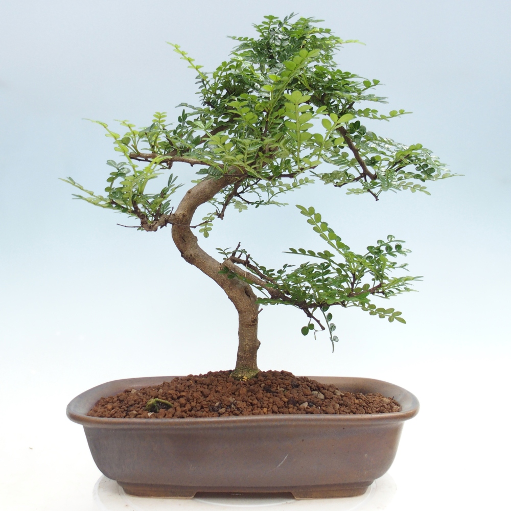 Room bonsai - Zantoxylum piperitum - pepper tree
