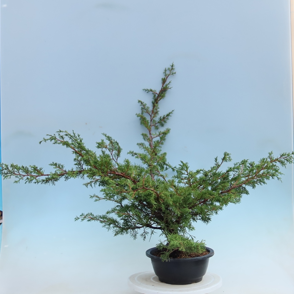 Outdoor Bonsai - Juniperus chinensis Itoigawa - Chinese Juniper