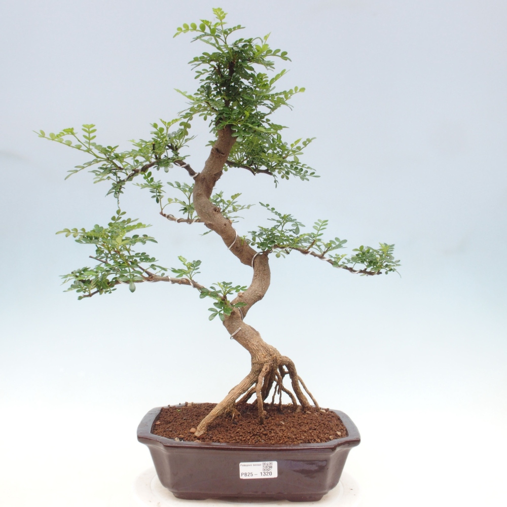 Indoor bonsai - Zantoxylum piperitum - Peppermint