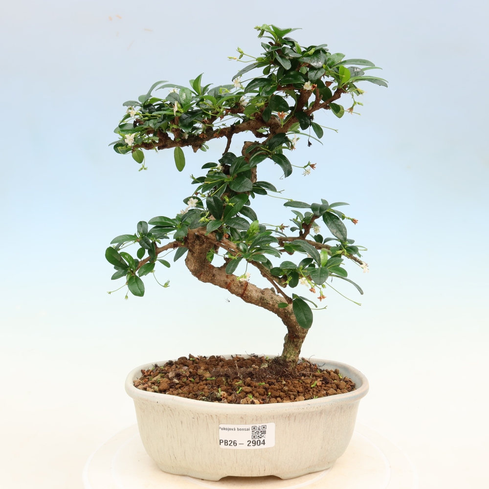 Room bonsai - Carmona macrophylla - Tea fuki