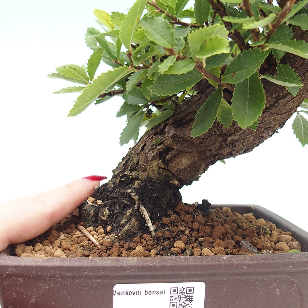 Outdoor bonsai - Zelkova - Zelkova NIRE