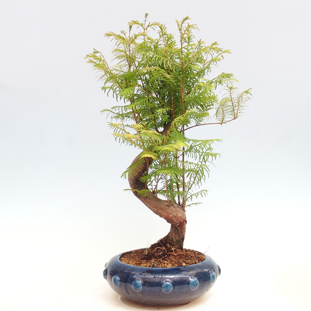 Outdoor bonsai - Metasequoia glyptostroboides - Chinese Metasequoia