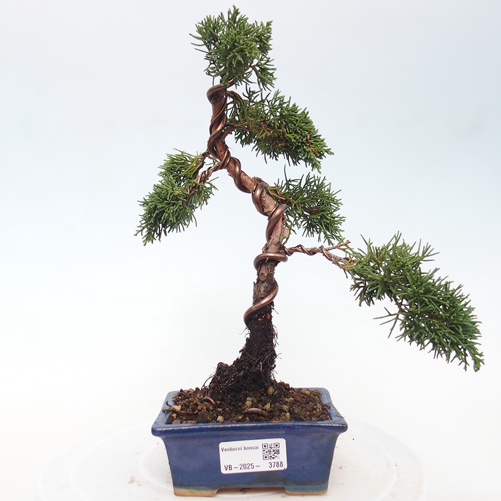 Outdoor bonsai - Juniperus chinensis Kishu