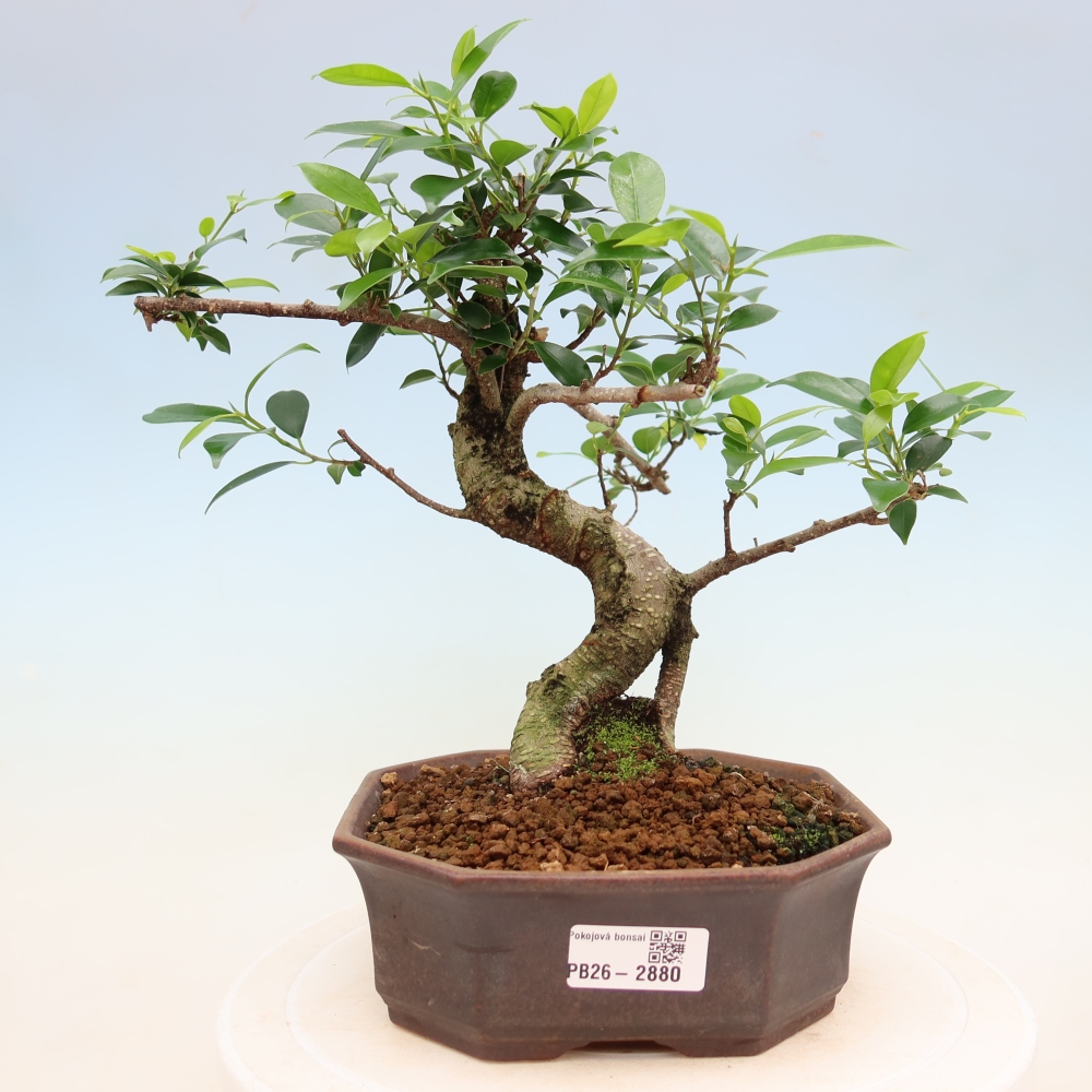 Room bonsai - Ficus kimmen - small-leaved ficus