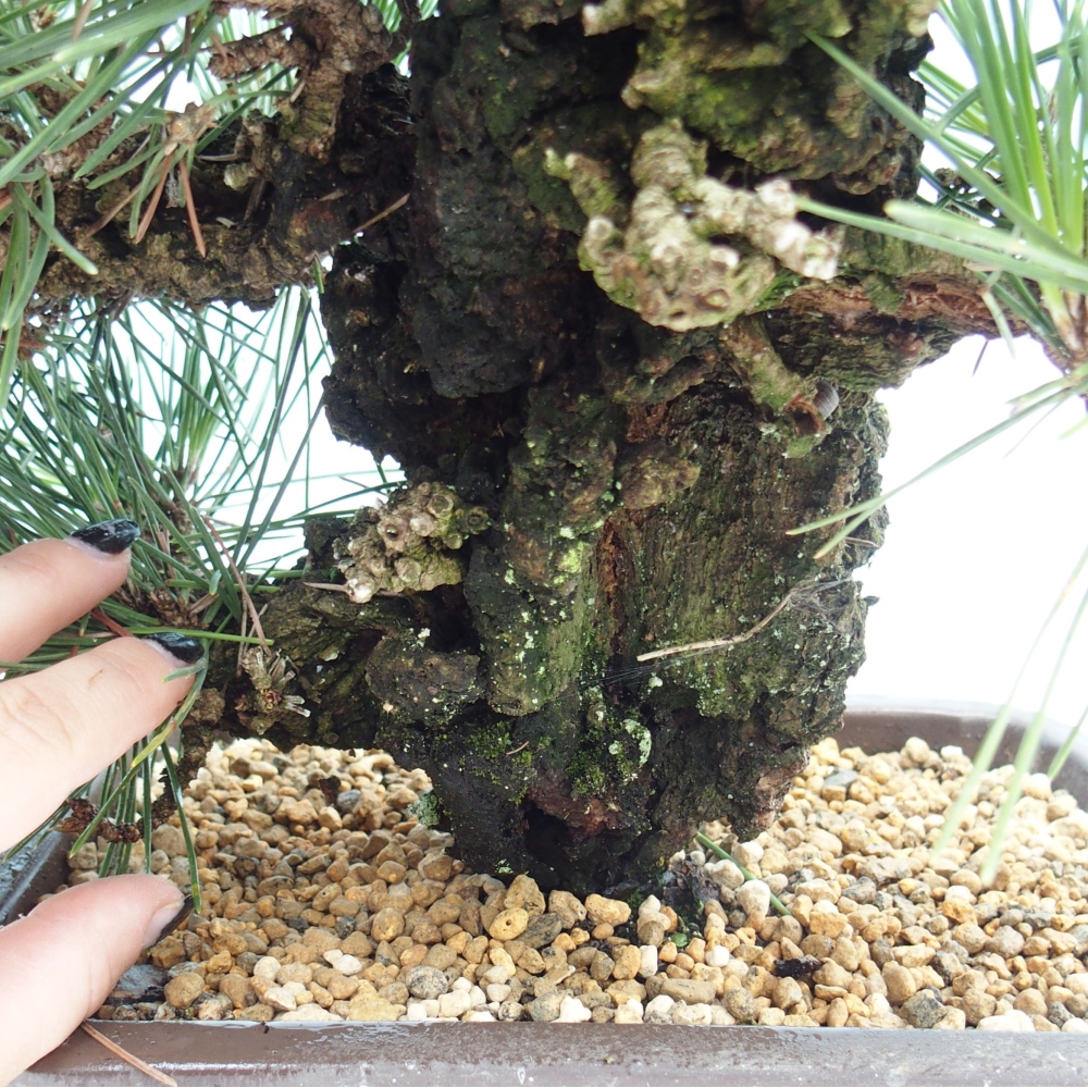 Outdoor bonsai - Pinus thunbergii - Thunbergia pine