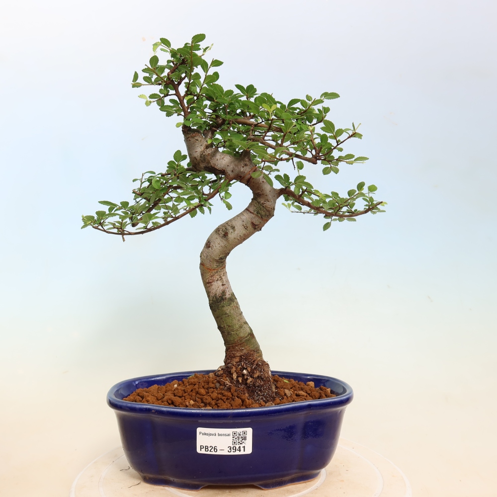 Room bonsai - Ulmus parvifolia - Small-leaved elm
