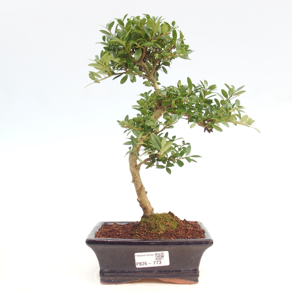 Room bonsai - Ilex crenata - Holly