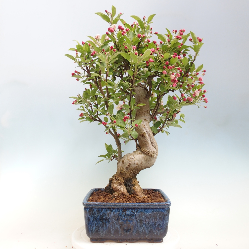 Outdoor bonsai -Malus halliana - Small-fruited apple tree